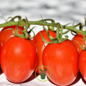 Tomate cerise Principe Borghese BIO 0,20 gramme