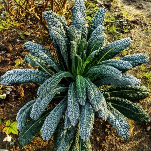 Chou palmier BIO 0,5 gramme