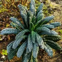 Chou palmier Nero di Toscana BIO 0,5 gramme
