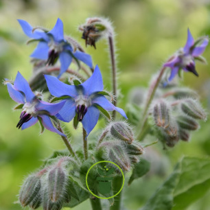 Graines de fleurs Bio