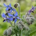 Bourrache officinale Bleue BIO 1 gramme (+/- 50 graines)
