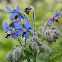 Bourrache officinale Bleue BIO 1 gramme (+/- 50 graines)