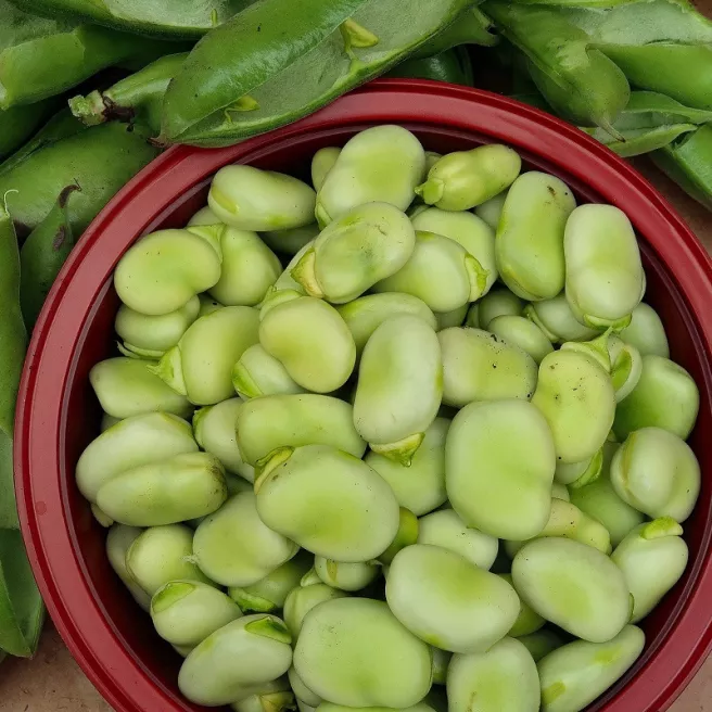 Fève de marais à Ombilic Blanc Bio 15 grammes