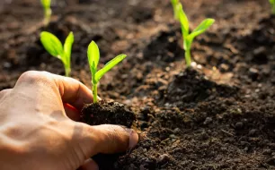 Pourquoi mes semis ne poussent-ils pas ?