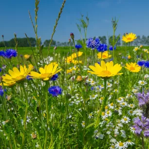Mélange de fleurs parfumées 2 grammes