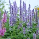 Agastache foeniculum ou Hysope anisé 2000 graines