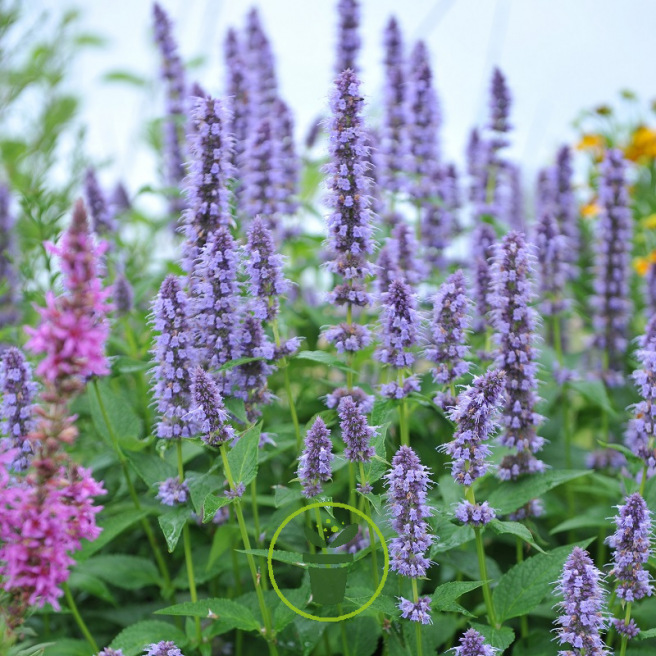 Agastache 200 GRAINES