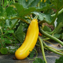 Courgette Jaune BIO 1,5 grammes