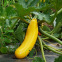Courgette Jaune BIO 1,5 grammes