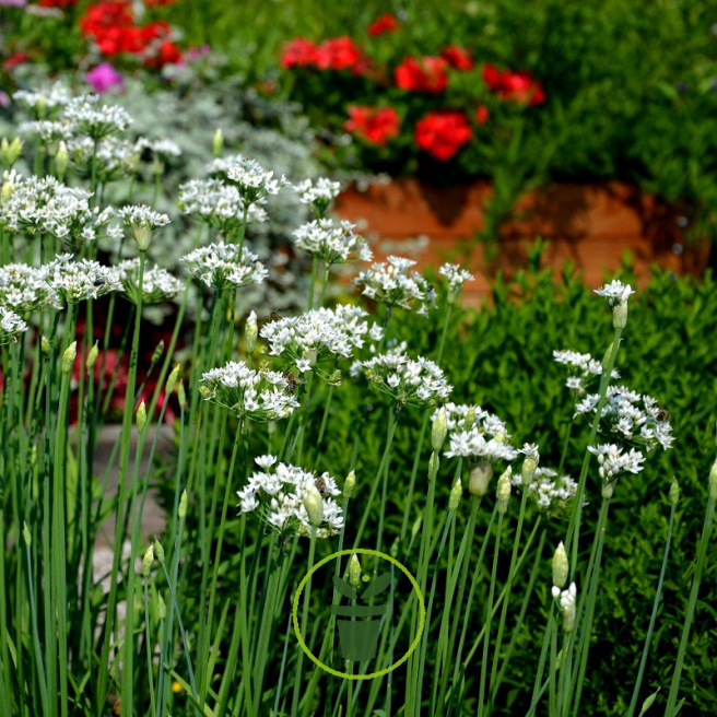 Ciboulail - Ciboulette chinoise BIO 0,6 gramme