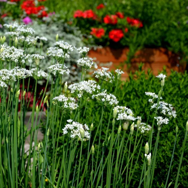 Ciboulail - Ciboulette chinoise BIO 0,6 gramme