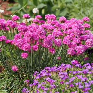 Armeria maritima Rose - Gazon d'Espagne 80 graines