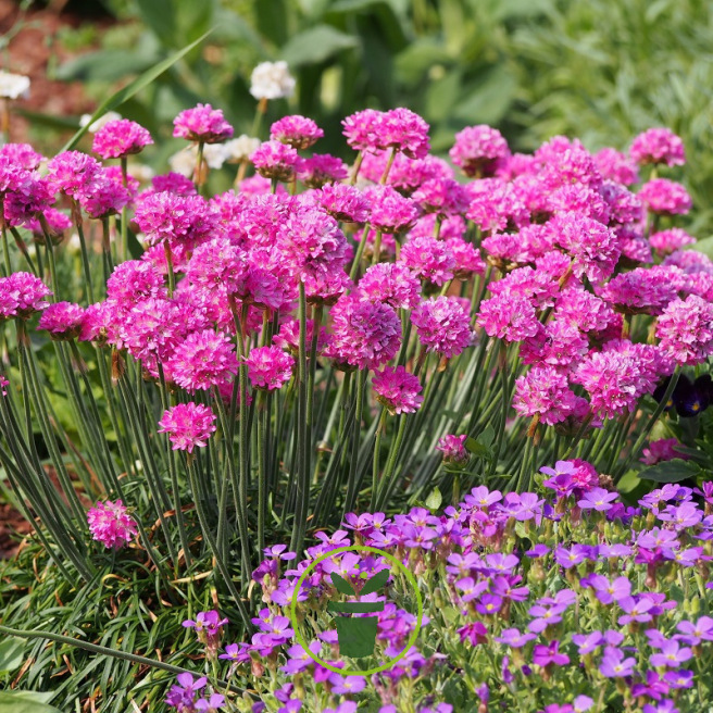 Graines d'oeillet de mer ou Armeria maritima rose