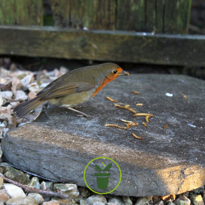 Vers de farine séchés pour oiseaux
