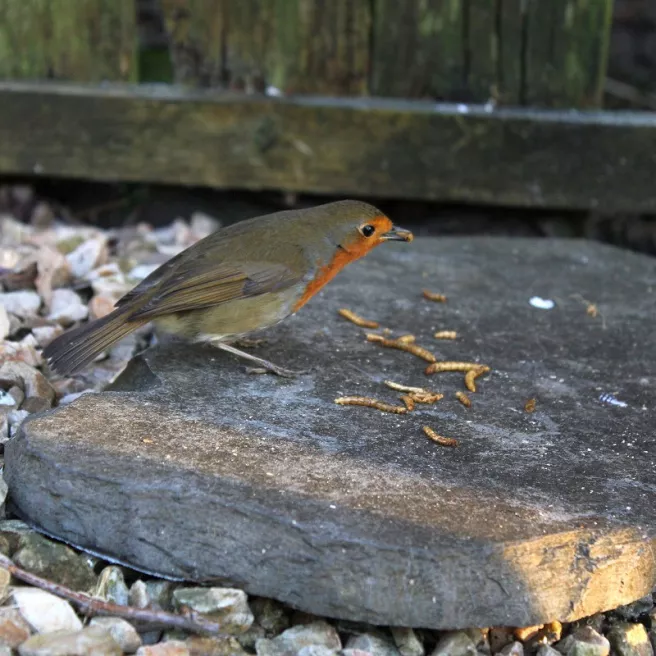 Vers de farine séchés pour oiseaux