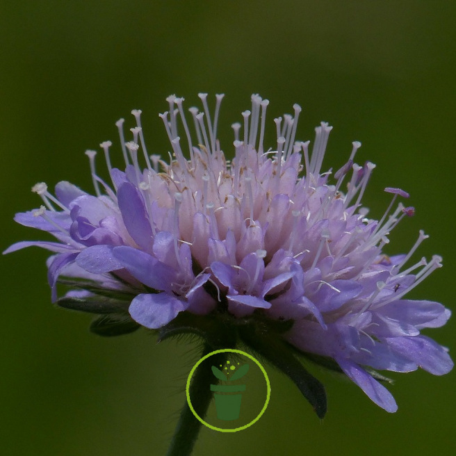 Scabieuse du Caucase Perfection Blue 45 graines