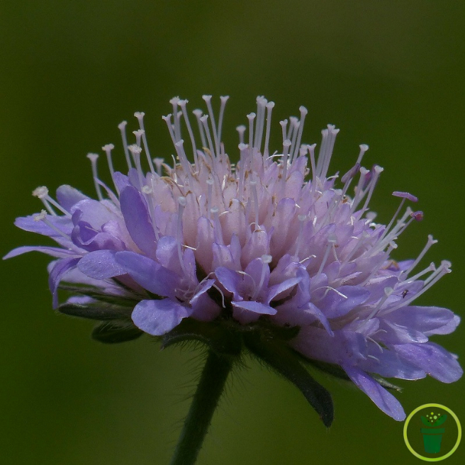 Scabieuse du Caucase Perfection Blue 45 graines