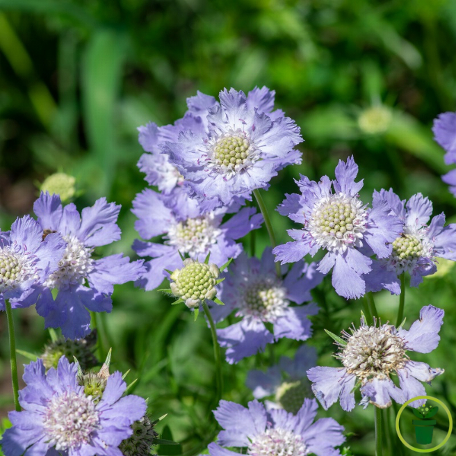Scabieuse du Caucase Perfection Blue 45 graines