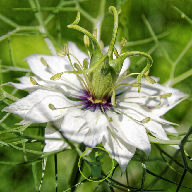 Nigelle de Damas double variée BIO 0,25 gramme (+/- 90 graines)