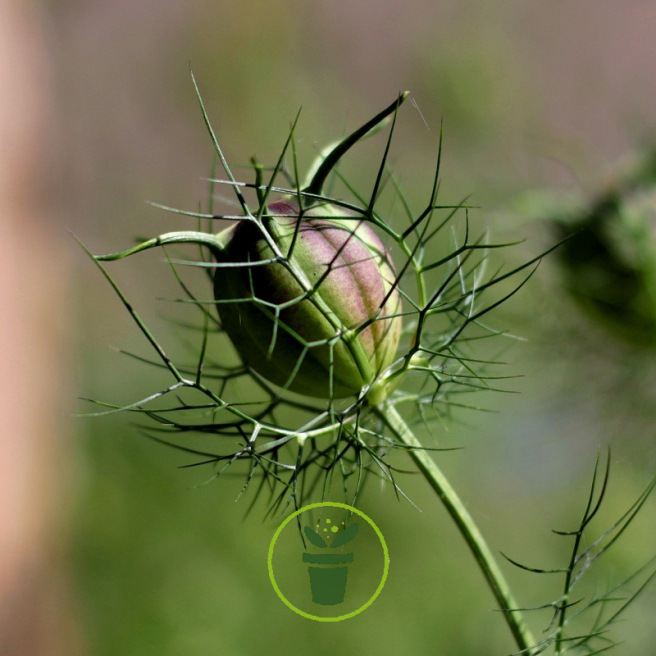 Nigelle de Damas double variée BIO 0,25 gramme (+/- 90 graines)