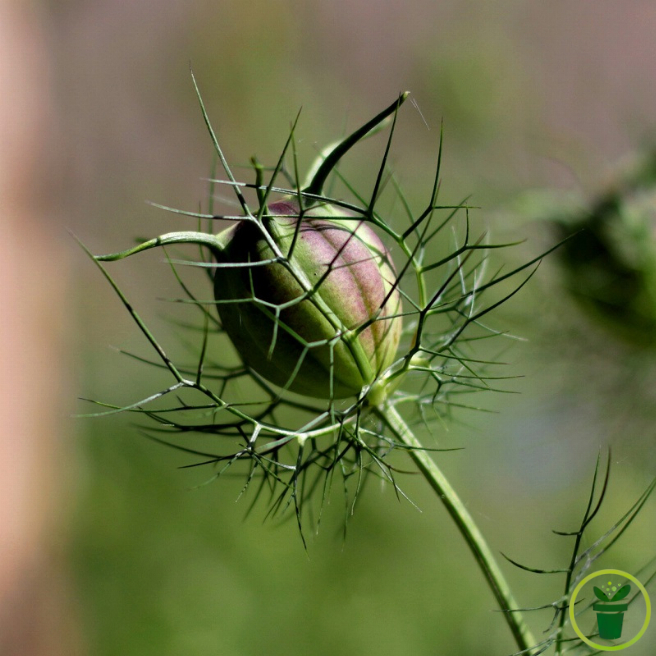 Nigelle de Damas double variée BIO 0,25 gramme (+/- 90 graines)