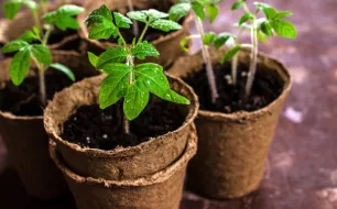 Semis de tomates : conseils pour bien démarrer