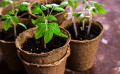 Semis de tomates : conseils pour bien démarrer