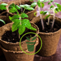 Semis de tomates : conseils pour bien démarrer