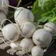 Navet Potager Blanc BIO 3 grammes