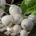 Navet Potager Blanc BIO 3 grammes