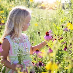 Mélange de fleurs à couper BIO 0.5 grammes