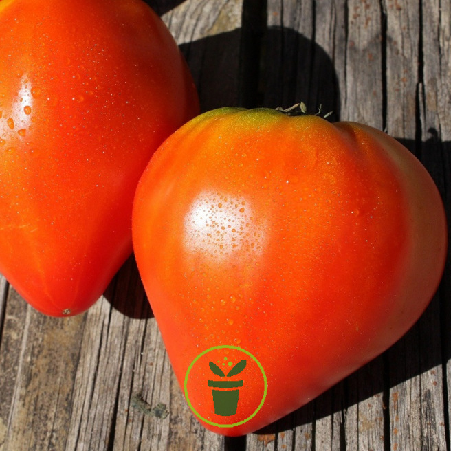 Graines de tomates Cœur de Bœuf en vente en ligne