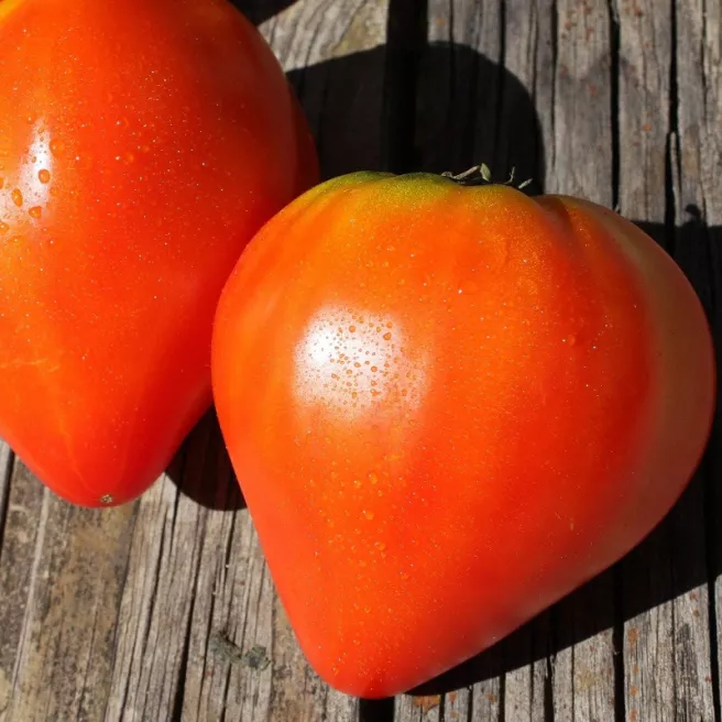 Tomate Cœur de Bœuf variété ancienne – graines - gros fruits rouges charnus cultivés au potager