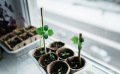 Jardiner en mars : vos semis de légumes et de fleurs