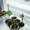 Jardiner en mars : vos semis de légumes et de fleurs