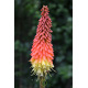 Kniphofia uvaria Grandiflora - Tison de Satan 150 graines