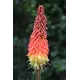 Kniphofia uvaria Grandiflora - Tison de Satan 150 graines