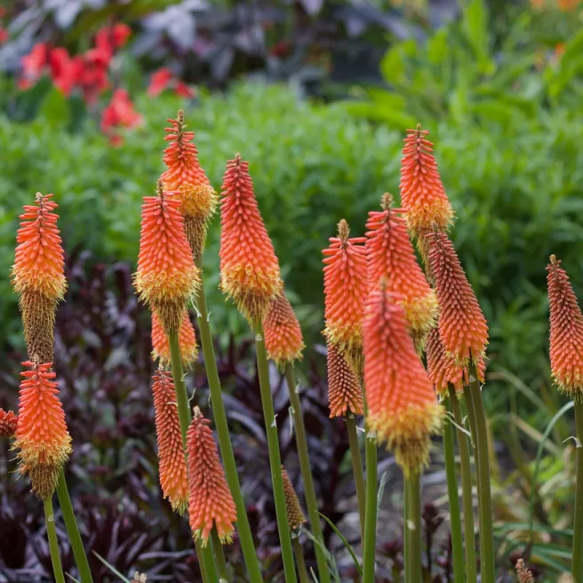 Kniphofia uvaria Grandiflora - Tison de Satan 150 graines