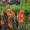 Kniphofia uvaria Grandiflora - Tison de Satan 150 graines