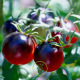 Tomate cerise Black Cherry