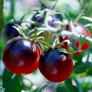 Tomate cerise Black Cherry