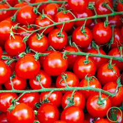 Tomate Cerise Sweetie BIO 0,1 gramme