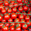 Tomate Cerise Sweetie BIO 0,1 gramme