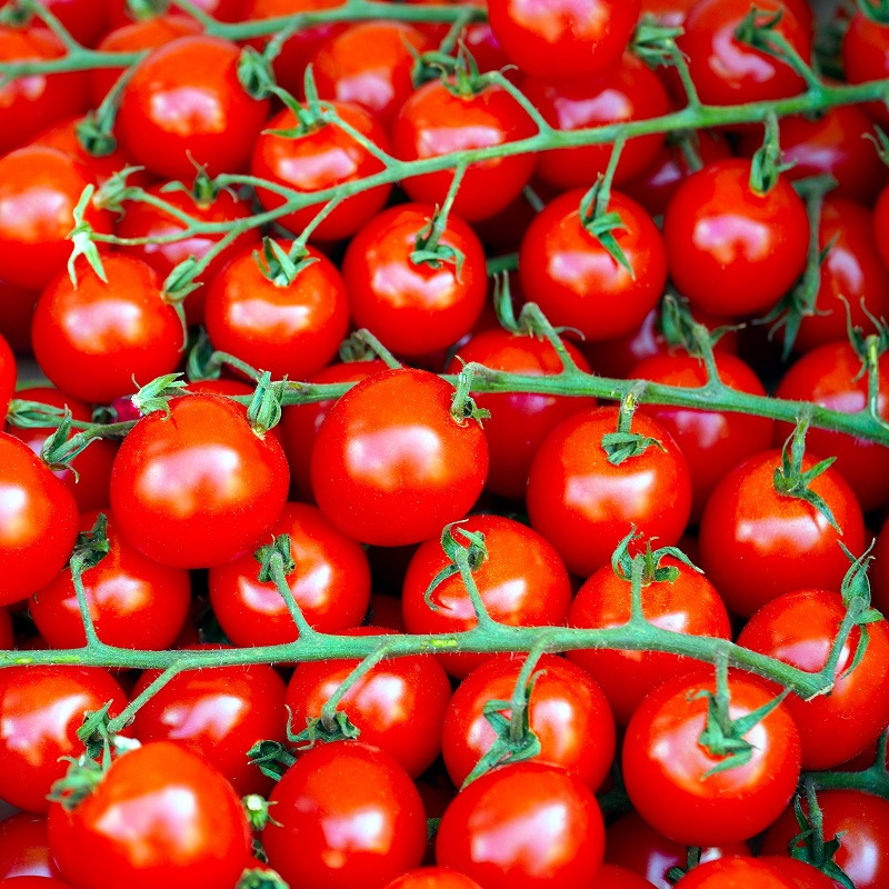 Comment faire germer une graine de tomate cerise ou non !