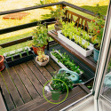 Les plantes aromatiques : cultiver les condimentaires en balcon ou en terrasse