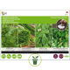 Tapis de graines plantes aromatiques