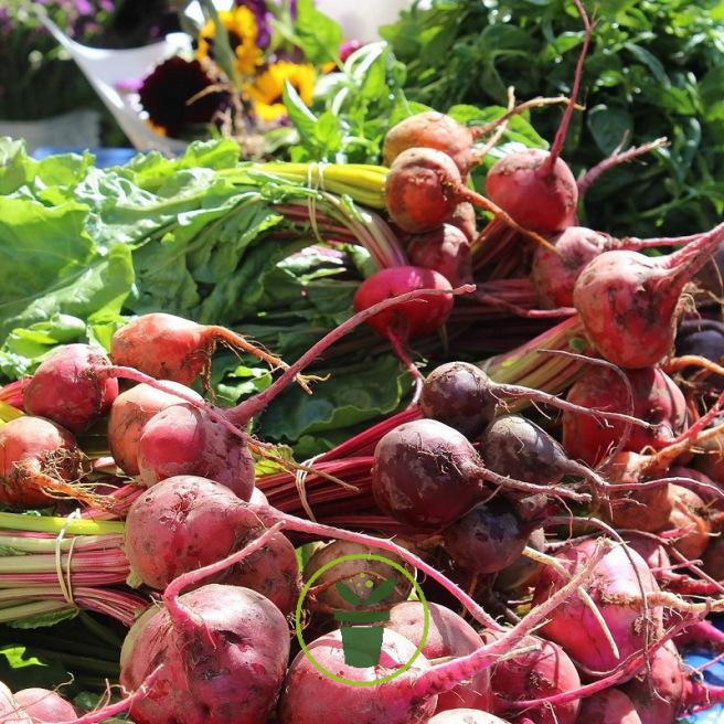 Betterave potagère Betterave potagère