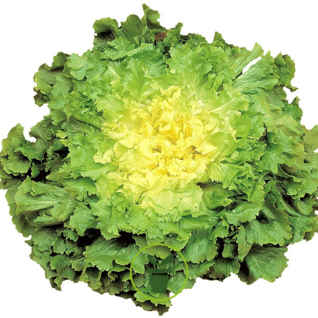 Chicorée scarole Chicorée scarole