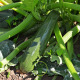 Courgette Black Beauty