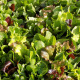 Mesclun